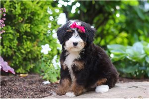 Hermione - puppy for sale