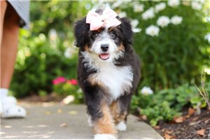 Judy - Bernedoodle, Mini for sale