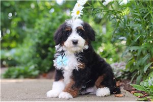 Hunter - Bernedoodle, Mini for sale