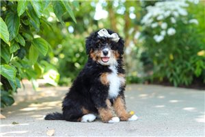 Josie - Bernedoodle, Mini for sale