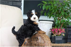 Dawn - puppy for sale