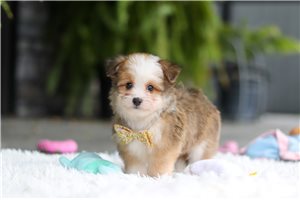 Georgie - Mixed/Other for sale