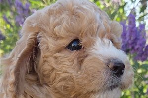Alexis - Mixed/Other for sale