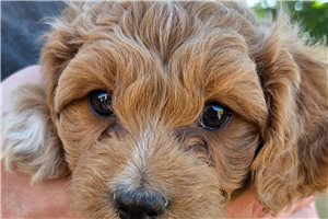Artemis - Mixed/Other for sale
