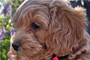 Allison - Mixed/Other for sale