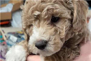 Ajax - Mixed/Other for sale