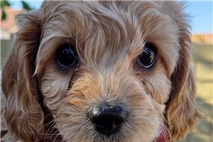 Ashton - Mixed/Other for sale