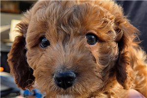 Archie - Mixed/Other for sale