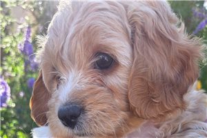 Adeline - Mixed/Other for sale