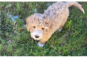Ajax - Mixed/Other for sale