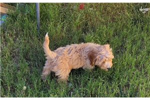 Ashton - Mixed/Other for sale