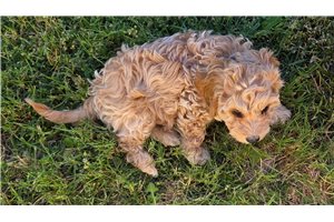Allison - Mixed/Other for sale
