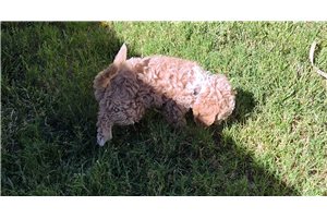 Alexis - Mixed/Other for sale