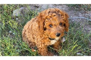 Archie - Mixed/Other for sale