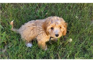 Adeline - Mixed/Other for sale