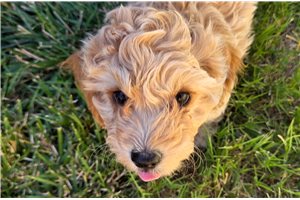 Ashton - Mixed/Other for sale