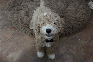 Ajax - Mixed/Other for sale