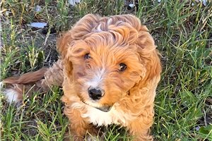 Artemis - Mixed/Other for sale