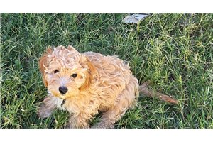 Ashton - Mixed/Other for sale