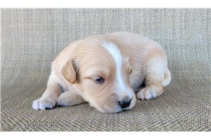 Plum - puppy for sale