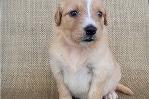 Plum - Australian Retriever for sale