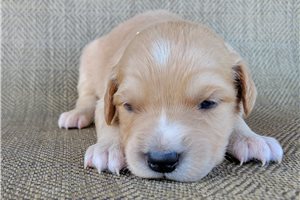 Pumpkin - puppy for sale