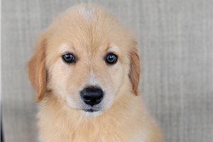 Paisley - Australian Retriever for sale