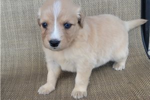 Panda - Australian Retriever for sale