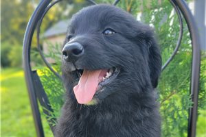 Paige - Australian Retriever for sale
