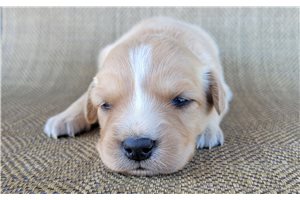 Panda - Australian Retriever for sale