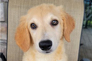 Pumpkin - Australian Retriever for sale
