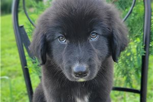 Patrick - Australian Retriever for sale