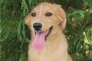 Plum - puppy for sale