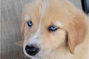 Pluto - Australian Retriever for sale
