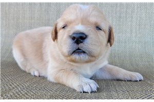 Paisley - Australian Retriever for sale