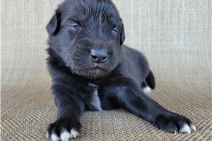 Picasso - puppy for sale