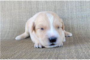 Pluto - puppy for sale