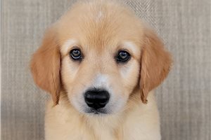 Pumpkin - Australian Retriever for sale