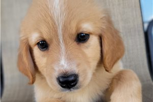 Plum - Australian Retriever for sale