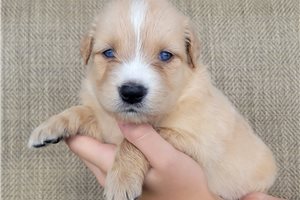 Pluto - Australian Retriever for sale