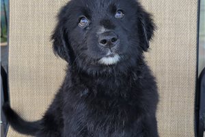Paige - Australian Retriever for sale