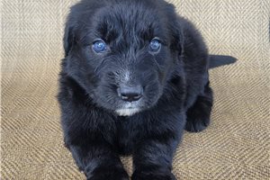 Paige - Australian Retriever for sale