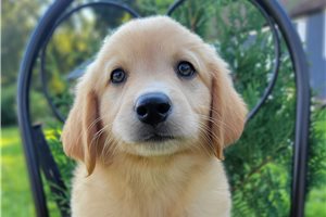 Pumpkin - Australian Retriever for sale