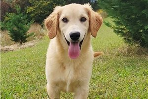 Pumpkin - puppy for sale