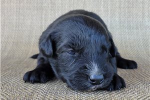 Paige - puppy for sale