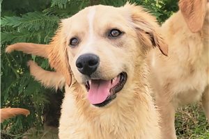 Pippa - puppy for sale