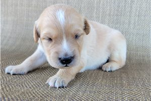 Peanut - puppy for sale