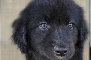 Picasso - Australian Retriever for sale