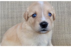 Peanut - Australian Retriever for sale