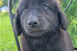 Picasso - Australian Retriever for sale
